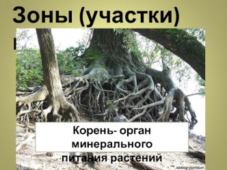 Зоны (участки) корня Корень- орган минерального питания растений