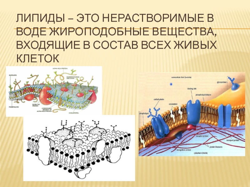 Липиды в живой клетке