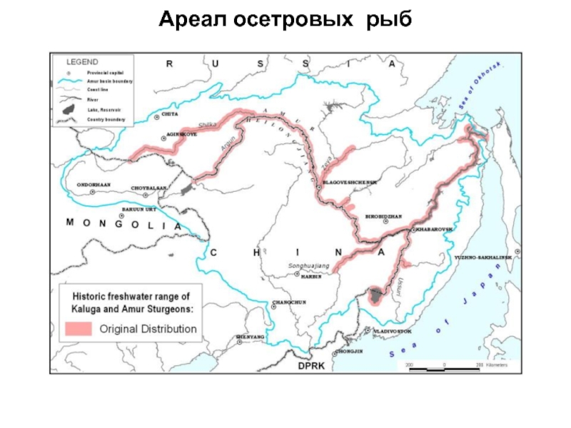 Ареалы обитания рыб. Ареал обитания осетровых рыб. Ареал распространения осетра. Ареал обитания осетровых рыб в России. Ареал распространения осетровых рыб на карте.