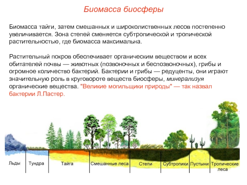 Реферат: Почва как важнейшая составляющая часть биосферы