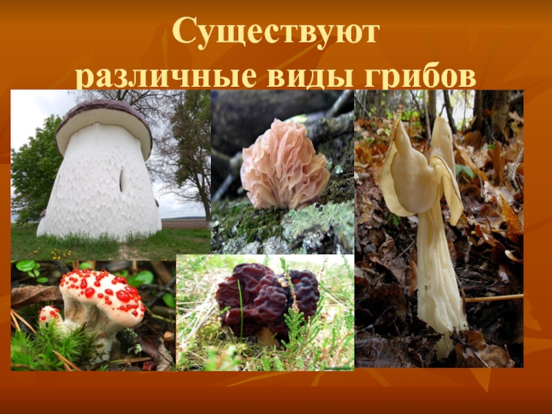 Грибы особая группа организмов. Разные виды грибов с надписями. 100000 Видов грибов. Виды грибов презентация. Какие грибы бывают разные виды.