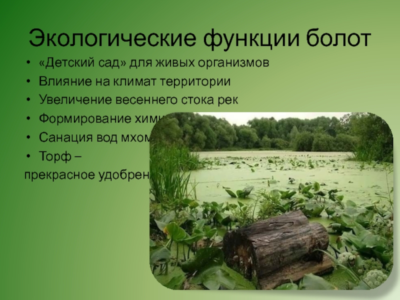 Функции болот. Экологические функции болот. Влияние болот на климат.