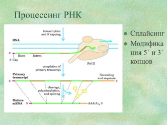 Процессинг РНК