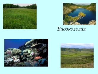 Биоэкология. Структура современной экологии