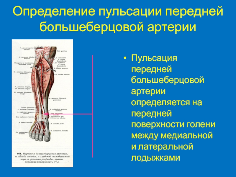 Передняя большеберцовая артерия схема