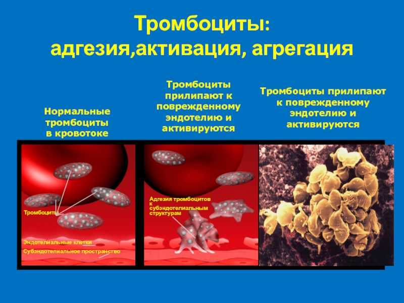 Тромбоциты картинки для презентации