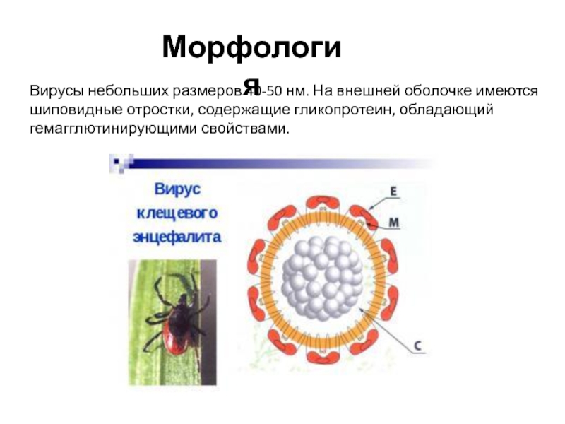 Реферат: Литература - Микробиология (АРБОВИРУСЫ)