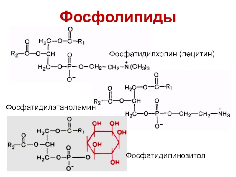 Строение фосфолипида. Фосфатидилхолин формула биохимия. Фосфолипид лецитин строение. Фосфатидилэтаноламин в фосфатидилхолин. Фосфатидилхолин строение формула.