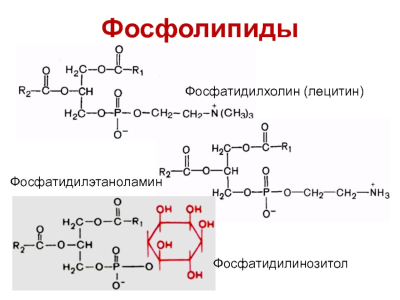 Фосфолипиды. Фосфатидилхолин формула биохимия. Фосфатидилэтаноламин в фосфатидилхолин. Фосфатидилхолин строение формула. Фосфолипид химическая формула.