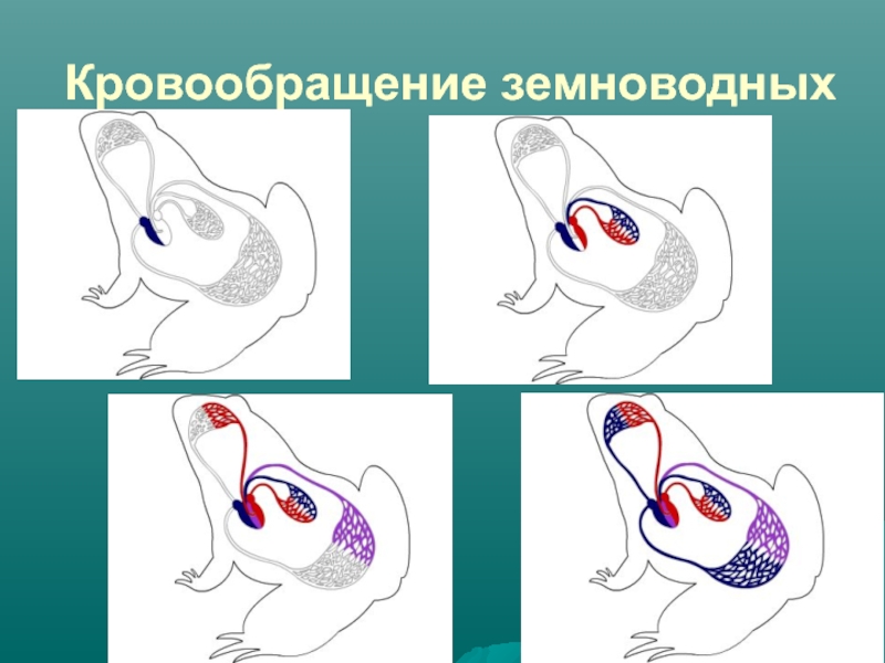 Кровообращение амфибий схема