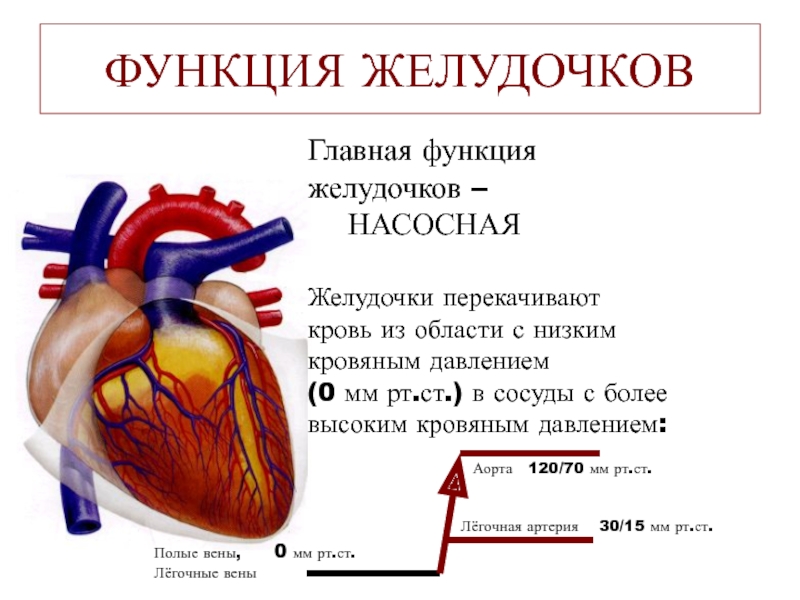 Правый желудочек функции. Насосная функция сердца. Механизмы обеспечения насосной функции сердца. Функции желудочков сердца. Главная функция сердца.