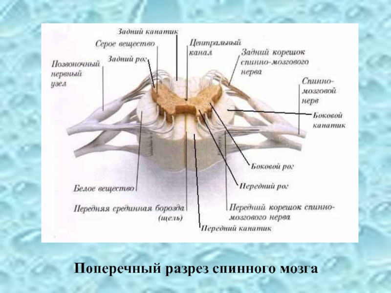 Строение спинного мозга в разрезе рисунок