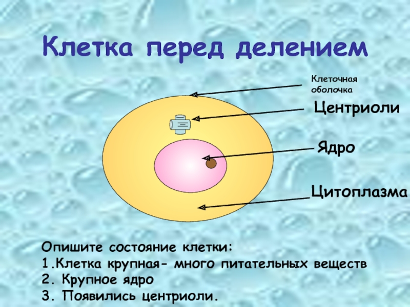 Цитоплазма. Ядро клетки. Деление клетки.. Оболочка ядро цитоплазма. Деление ядра клетки. Перед делением клетки количество