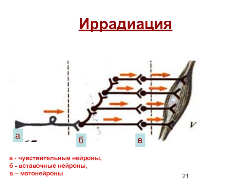 Схема строения вставочного диска