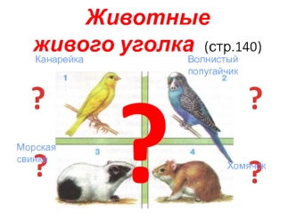 Животные живого уголка. Канарейка. Морская свинка. Волнистый попугайчик. Хомячок