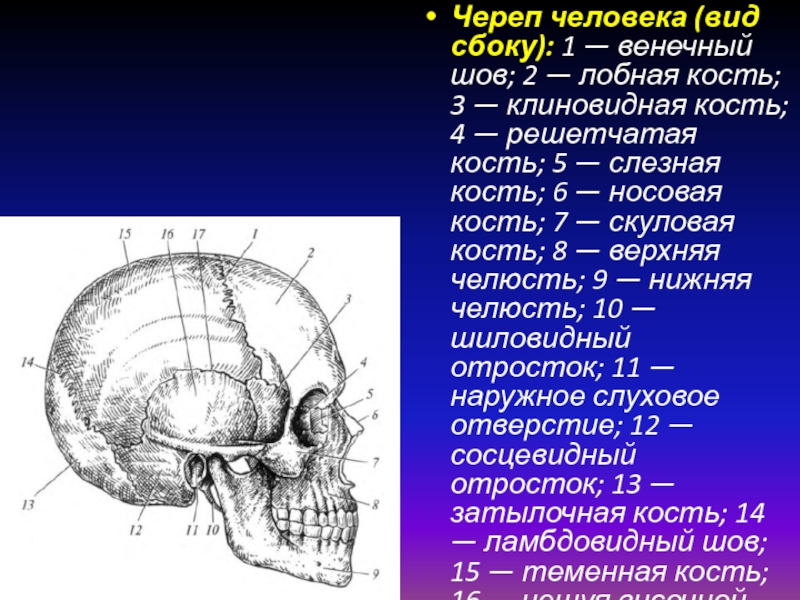 Венечный шов черепа