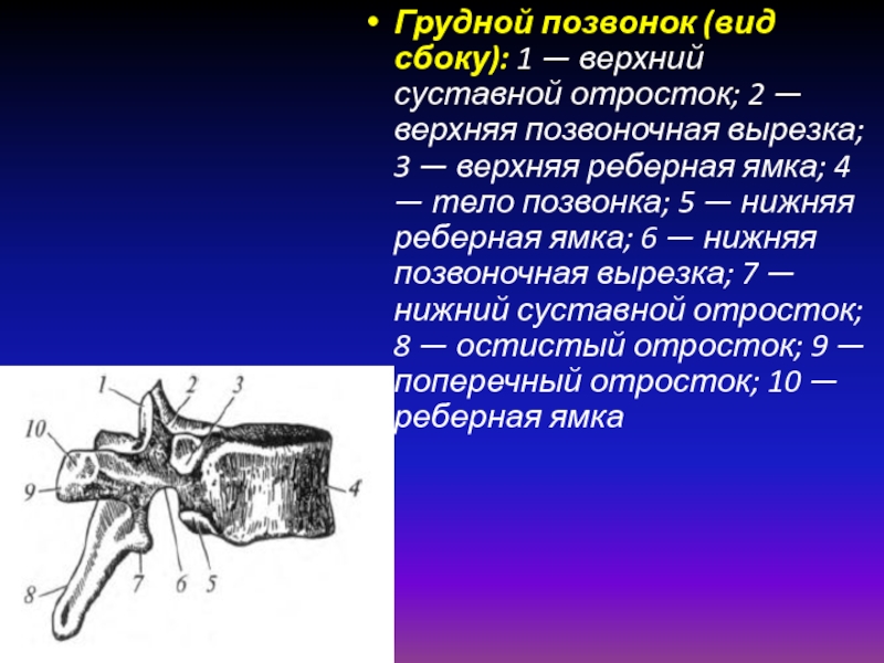 Позвоночные виды. Грудной позвонок вид сбоку. Реберные ямки грудных позвонков. Позвоночная вырезка. Одиннадцатый грудной позвонок.