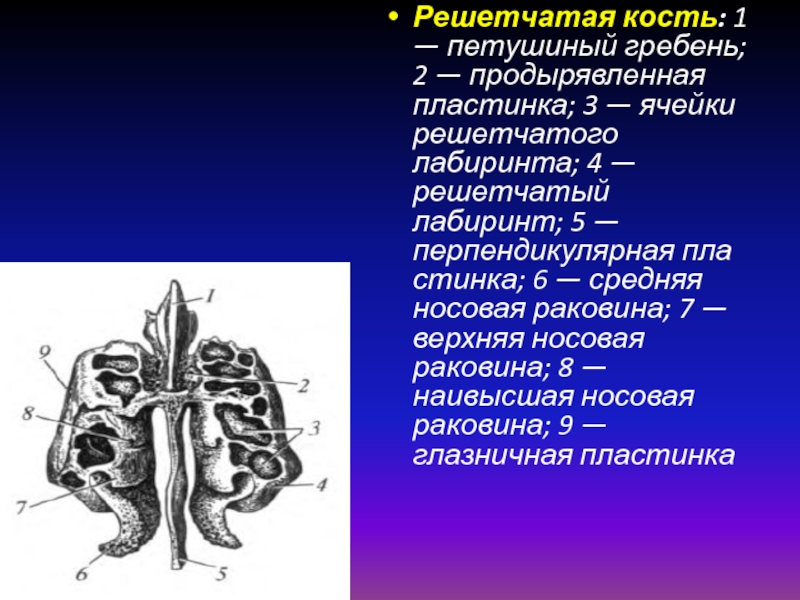 Продырявленная пластинка решетчатой кости. Решетчатая кость решетчатый Лабиринт. Петушиный гребень решетчатая кость. Решетчатая кость костный Лабиринт. Ячейки решетчатой кости.