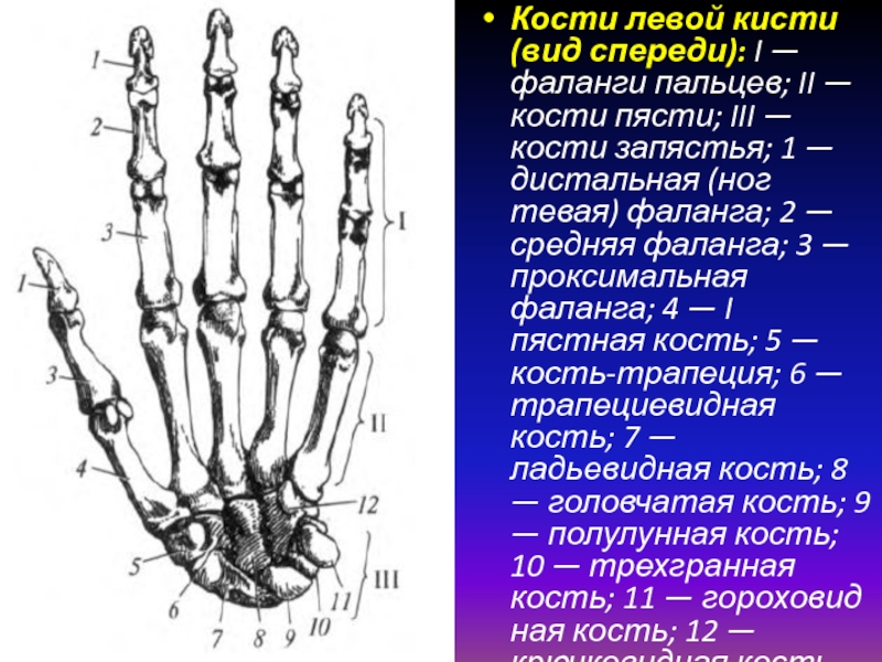 Фаланги пальцев картинки