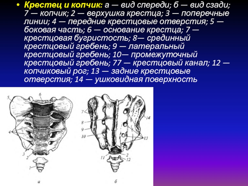 Наличие копчика в скелете человека доказательство