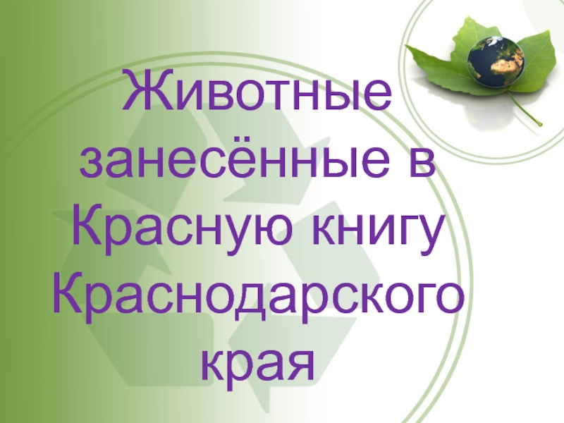 Занесена в красную книгу краснодарского края. Животные занесенные в красную книгу Краснодарского. Охраняемые животные Краснодарского края. Презентация красная книга Краснодарского края. Животные занесенные в книгу Краснодарского края.