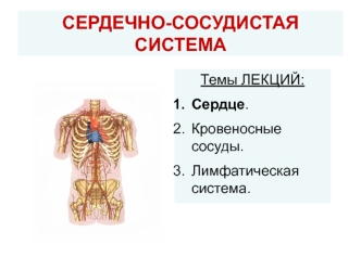 Сердечно-сосудистая система. Сердце. Кровеносные сосуды. Лимфатическая система