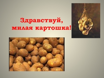 Здравствуй, милая картошка!