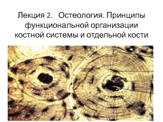 Остеология. Принципы функциональной организации костной системы и отдельной кости. (Лекция 2)