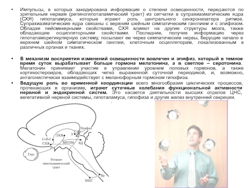 Реферат: Биологические ритмы 3