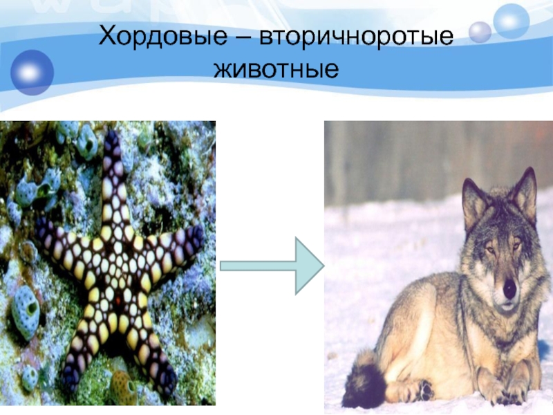 Вторичноротые. Вторичноротые животные. Хордовые вторичноротые. Вторично сортые животные. Первичные и вторичные животные.