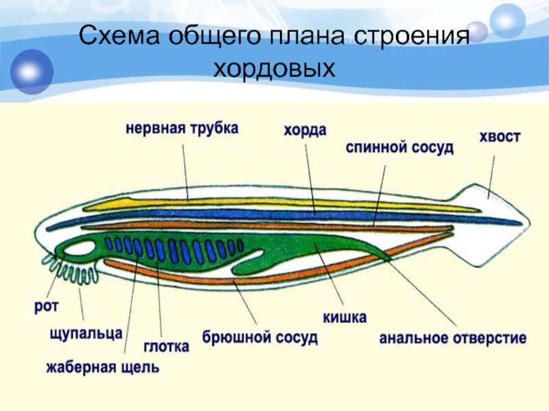 Схема ланцетника с подписями