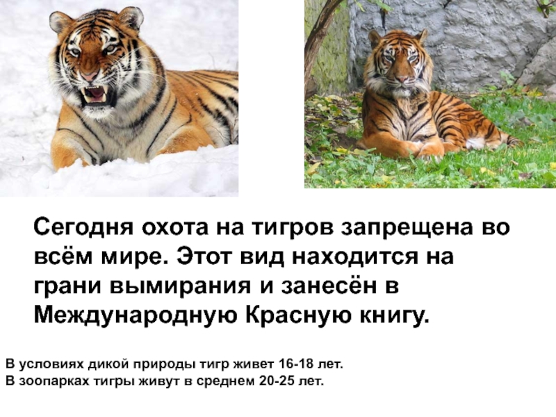 Тигры живущие в россии. Тигр самая большая кошка на земле. Где обитают тигры. Где в Россииживут тгры. Тигр на грани вымирания.