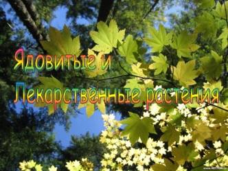 Ядовитые и 
Лекарственные растения