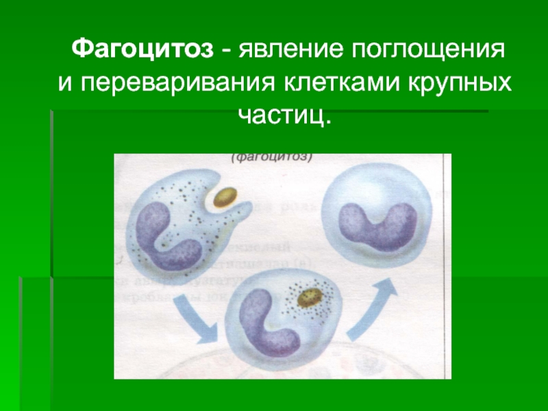 Что такое фагоцитоз. Фагоцитоз. Явление фагоцитоза. Фагоцитоз рисунок. Лейкоцит осуществляющий фагоцитоз.