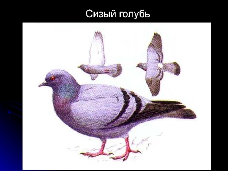 Рисунок сизого голубя