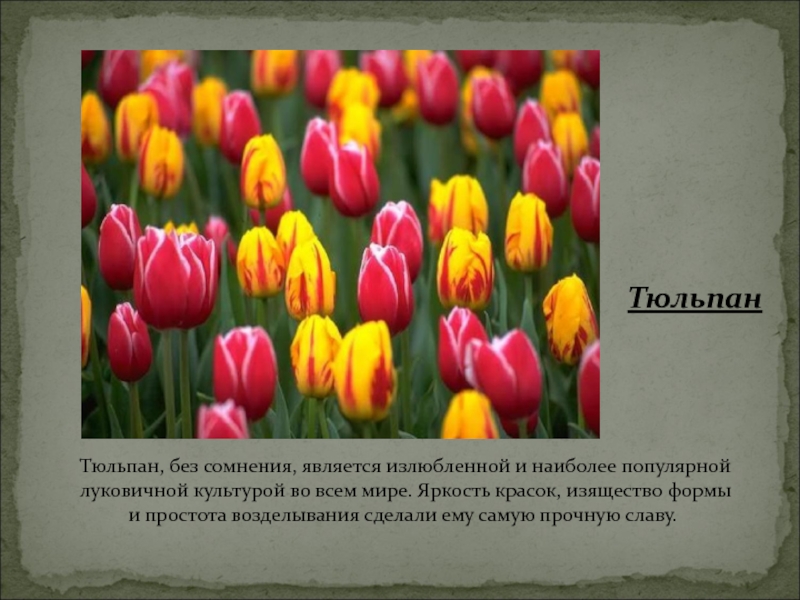 Тюльпан текс. Тюльпан. Научные сведения о тюльпане. Описание тюльпана. Тюльпан краткая информация.