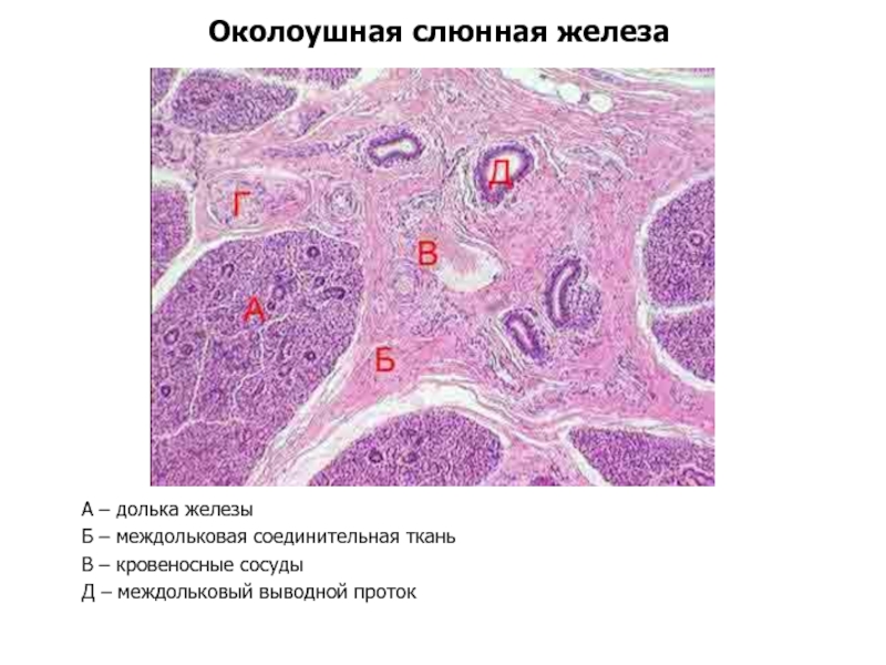 Увеличение слюнных желез фото