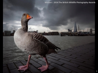 Winners : 2014 The British Wildlife Photography Awards