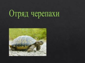 Отряд черепахи