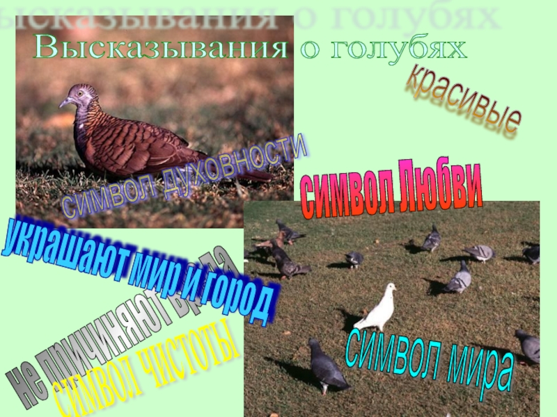 Высказывания о голубяхкрасивыене причиняют вредасимвол Любвисимвол мирасимвол духовностисимвол чистотыукрашают мир и город