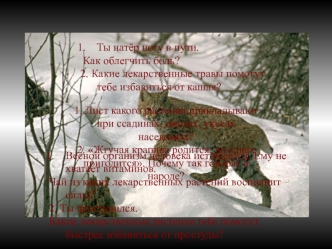 Ты натёр ногу в пути.
 Как облегчить боль?
2. Какие лекарственные травы помогут тебе избавиться от кашля?