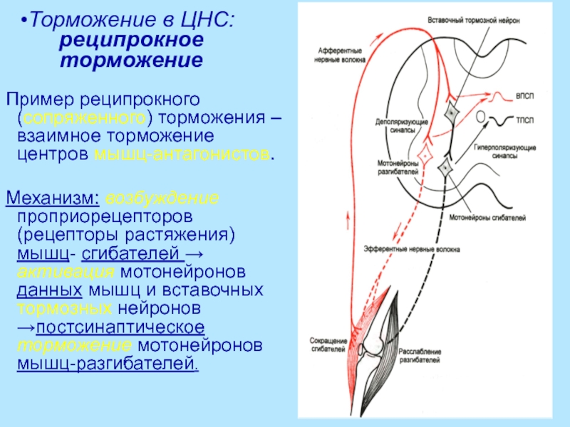 Схема торможения гольца