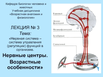 Нервная система – система управления (регуляции) функций в организме. Нервные центры. Возрастные особенности