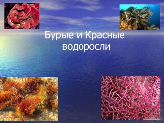 Красные и бурые водоросли