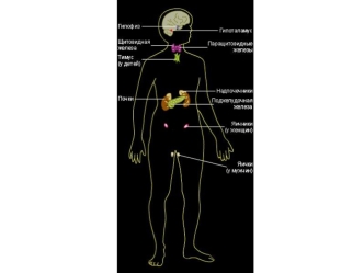 Внешней секреции а) имеют протоки б) выделяют большое количество секрета Например: пищеварительные, сальные и другие железы Смешанной секреции имеют признаки.