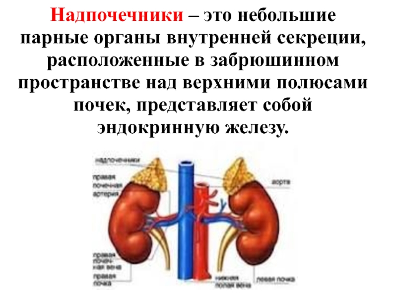 Надпочечники количество. Функции железы внутренней секреции надпочечники. Почки и надпочечники строение. Надпочечники железа строение и функции. Надпочечники железа строение.