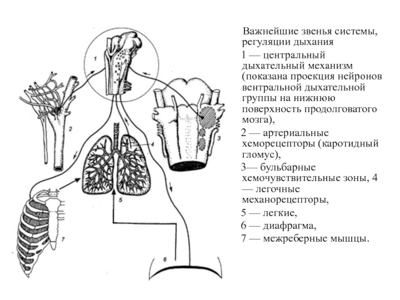 На рисунке изображена схема регуляции дыхания человека какое общее свойство живых