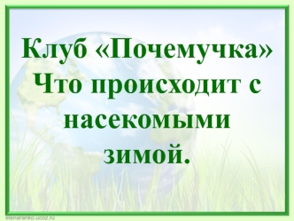 Клуб Почемучка. Что происходит с насекомыми зимой