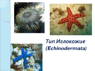 Тип Иглокожие (Echinodermata)