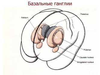 Экстрапирамидные расстройства. Базальные ганглии